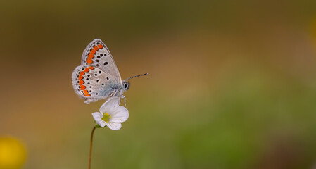 little butterfly perched on a white flower, Polyommatus agestis
