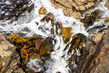 seaweed growing on the rocks in the ocean in australia