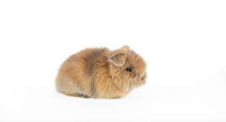 small fluffy brown rabbit isolated on white background