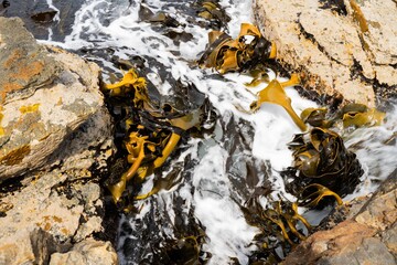 Fototapeta premium seaweed growing on the rocks in the ocean in australia