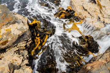 Bull kelp seaweed growing on rocks. Edible sea weed ready to harvest in the ocean on australia