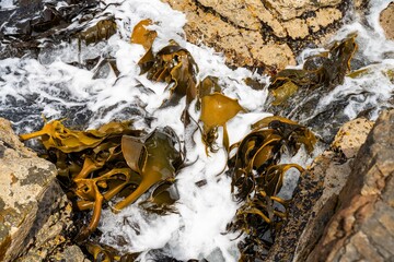 Bull kelp seaweed growing on rocks. Edible sea weed ready to harvest in the ocean on australia