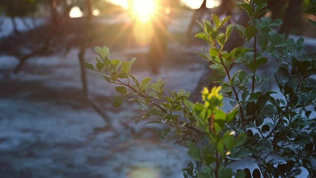 Mastic trees garden in the golden hour. Sunlight shining with the rays through the foliage. Selective focus. Chios, Greece.