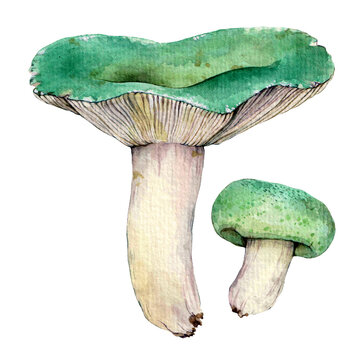 Watercolor the green-cracking russula, the quilted green russula, or the green brittlegill mushroom (Russula virescens). Hand drawn mushroom illustration isolated on white background.