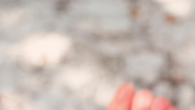 Mastic drops brighten and twinkle in the sunlight on the hand. Shadows on the ground from the foliage of the mastic tree waving in the wind. Selective focus. Close up. Chios, Greece.