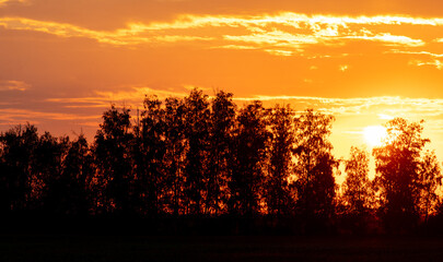 Silhouette of trees on the horizon against the backdrop of sunset