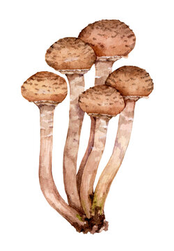 Watercolor honey fungus mushroom (Armillaria mellea). Hand drawn mushroom illustration isolated on white background.