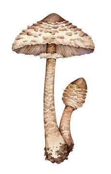 Watercolor the parasol mushroom (Macrolepiota procera). Hand drawn mushroom illustration isolated on white background.