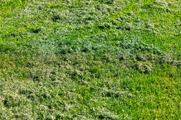Green lawn as a background. Texture