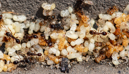 Close up of red ant eggs. Macro