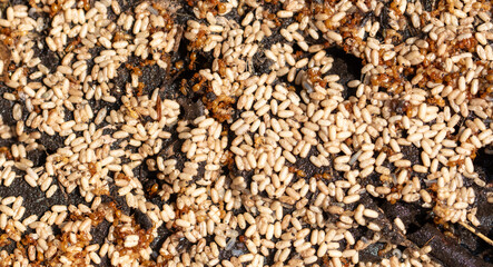 Close up of red ant eggs. Macro