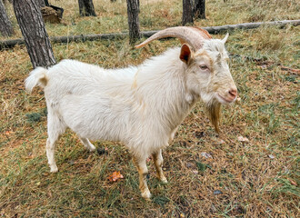Naklejka premium Portrait of a white goat in the forest