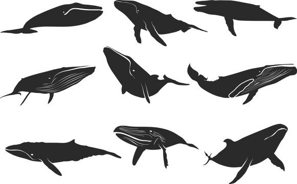 Whale Silhouette Images – Browse 244 Stock Photos, Vectors, and