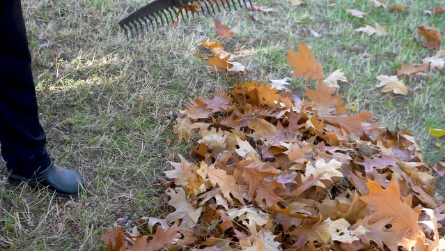 the person who rakes the dry leaves from the lawn. detail. 4k video.