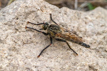 Ktyr is a giant close-up. Satanas gigas.