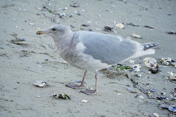 Seagull on a beach near the Lions Gate Bridge at Stanley Park in Vancouver, British Columbia, Canada