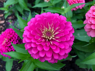 Pink zinnias in the morning