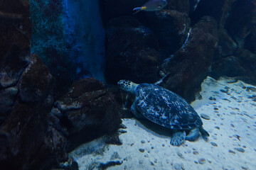 Obraz premium a turtles in aquarium marine nature pond