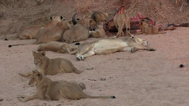 Pride of Lions Playing and Feasting on Dead Animal in African Wild