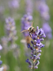 Biene trinkt Nektar auf Lavendel Zunge zu sehen