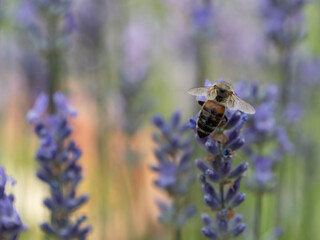 Rückenansicht Biene auf Lavendel