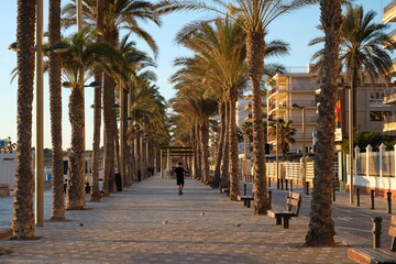 athlete on a palm alley on the promenade in Spain on a sunny day - obrazy, fototapety, plakaty