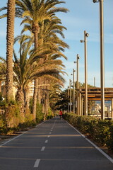 Fototapeta na wymiar an athlete jogging along a palm alley on a bright sunny day in Spain