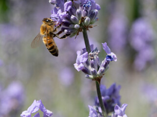 Biene auf Lavendel Seitenansicht