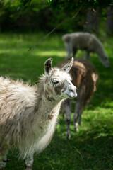 Llama looking to the right with copy space.