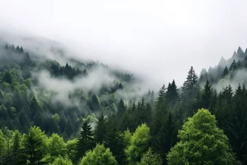 Papier Peint photo Alpes image of foggy landscape that merges into dense forest, with low-hanging clouds adding to mystique, showcasing interplay between forested terrain and atmospheric effects
