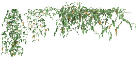 3d illustration of Philodendron Scandens hanging  isolated on transparent background