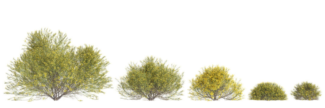 3d illustration of set Genista acanthoclada bush isolated transparent background
