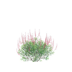 3d illustration of Salvia greggii bush isolated transparent background