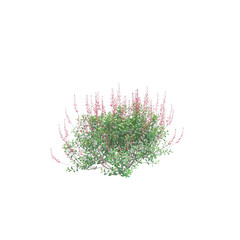 3d illustration of Salvia greggii bush isolated transparent background