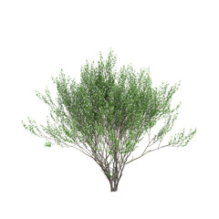 3d illustration of Salix caprea tree isolated transparent background - obrazy, fototapety, plakaty