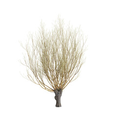 3d illustration of Salix caprea tree isolated transparent background