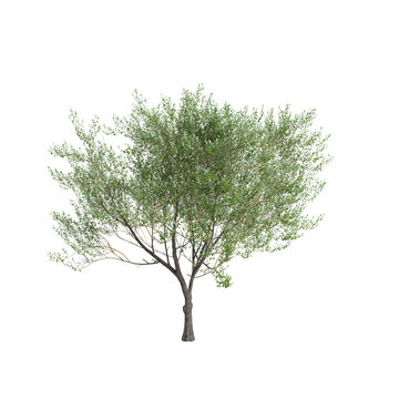 3d illustration of Salix caprea tree isolated transparent background