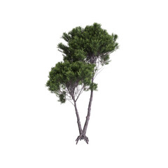 3d illustration of Pinus pinea tree isolated transparent background