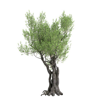 3d illustration of Olea europaea tree isolated transparent background