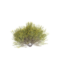 3d illustration of Genista acanthoclada bush isolated transparent background