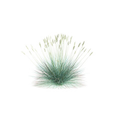 3d illustration of Festuca glauca bush isolated transparent background