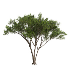 3d illustration of Cupressus sempervirens tree isolated transparent background