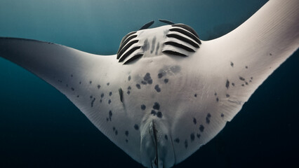 Giant Manta Ray somersaults close to viewer in open blue water - obrazy, fototapety, plakaty