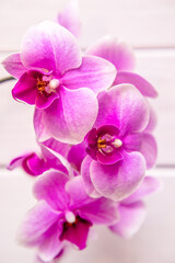 A branch of purple orchids on a white wooden background
