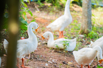 two white geese
