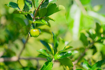green  cherry on a branch