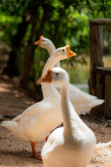 white goose on the grass