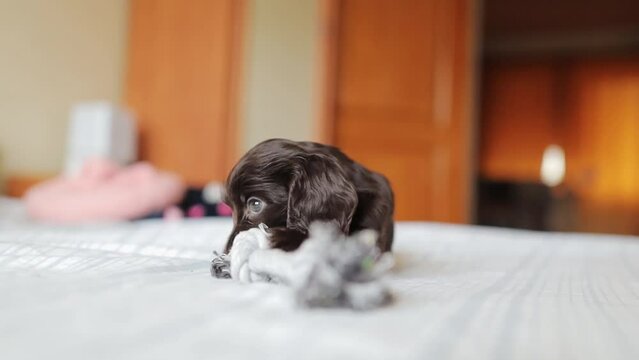 A young English cocker spaniel puppy, close-up portrait. Small dark brown English Cocker Spaniel puppy on the bed. A young English Cocker Spaniel puppy plays with his rope chew toy. Happy puppy.