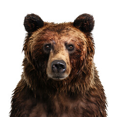 Close-up portrait of a brown bear head on transparent background cutout, PNG file.