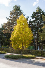 Tilia europaea a Vibrant Yellow Tree Standing Tall in the Serene Park